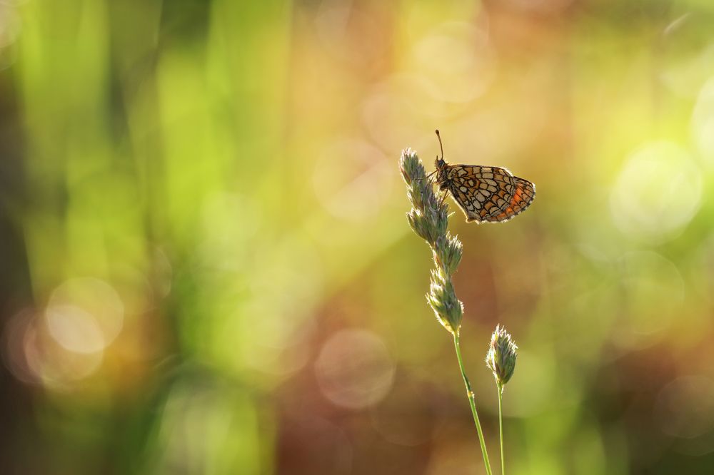 Sun, rain and butterfly