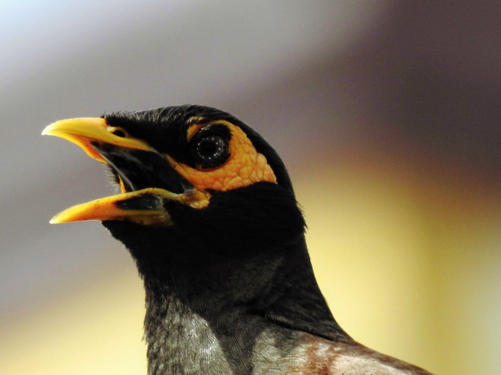 Фотография автора Suba Kumaresan