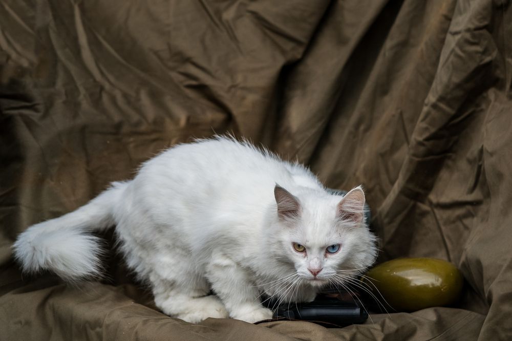 Фотография автора Дмитрий Вербицкий