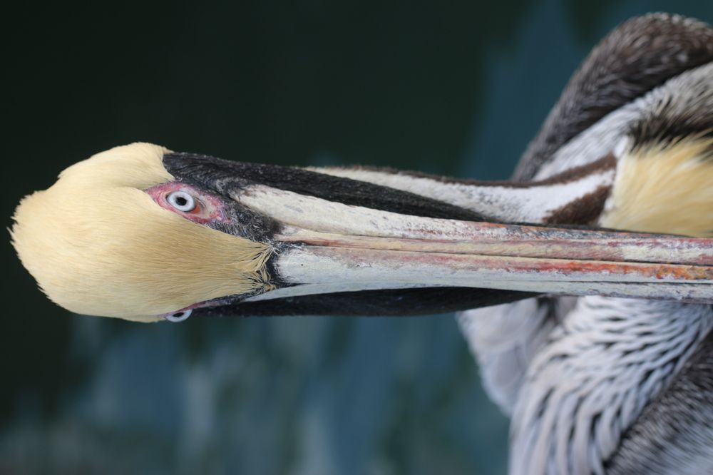 Photograph by Маргарита Венсил.