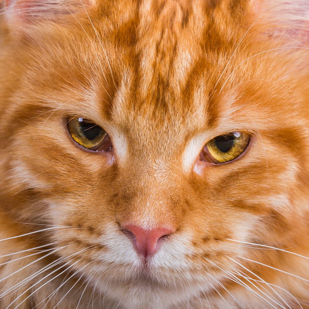 "Суровый" взгляд