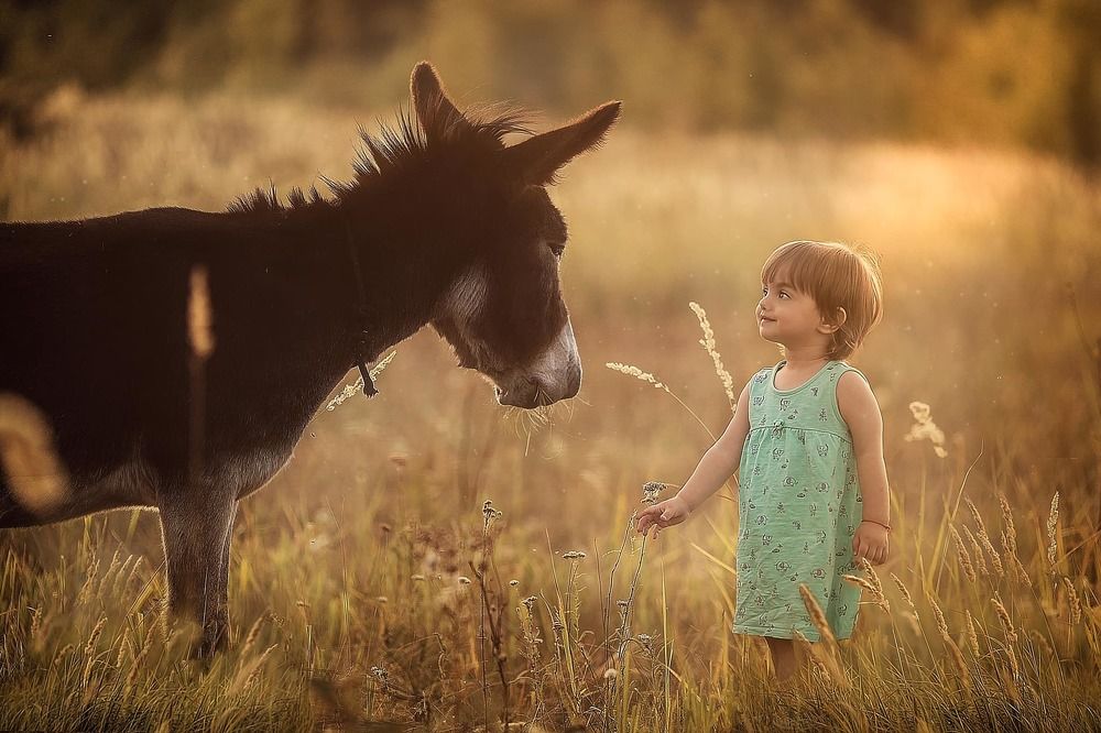 Девочка и ослик