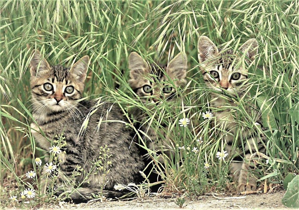 Трое из ларца - одинаковых с ........