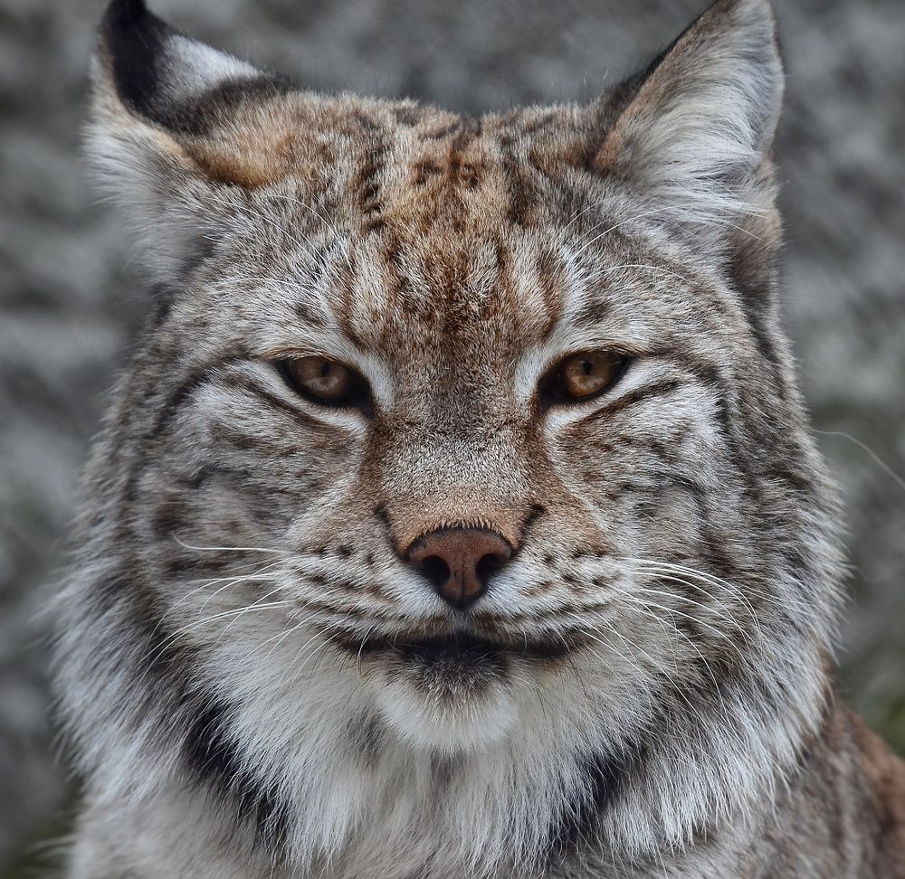 Photograph by Алексей Фомичев