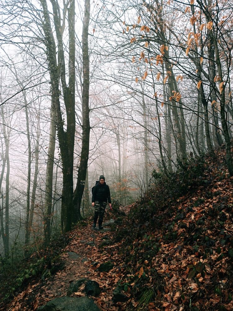 Rainy forest. Дождь в лесу. Redmi Note 8pro