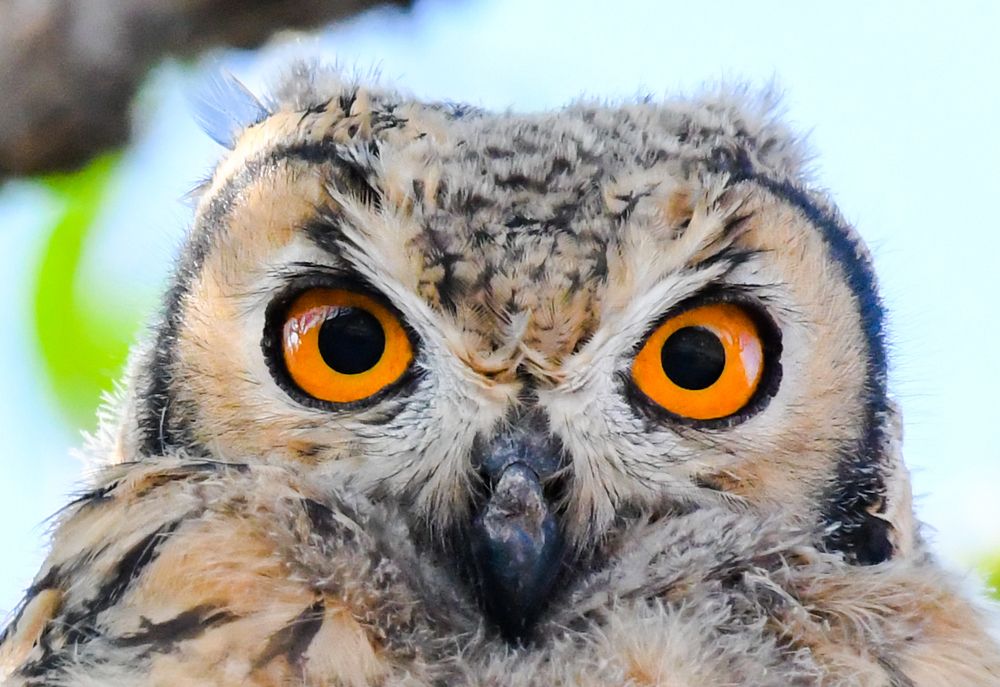 EAGLE OWL EYES