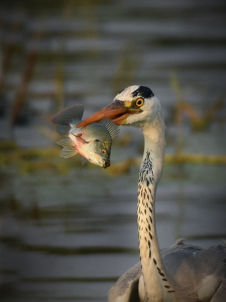 Фотография автора Sourav Mookherjee