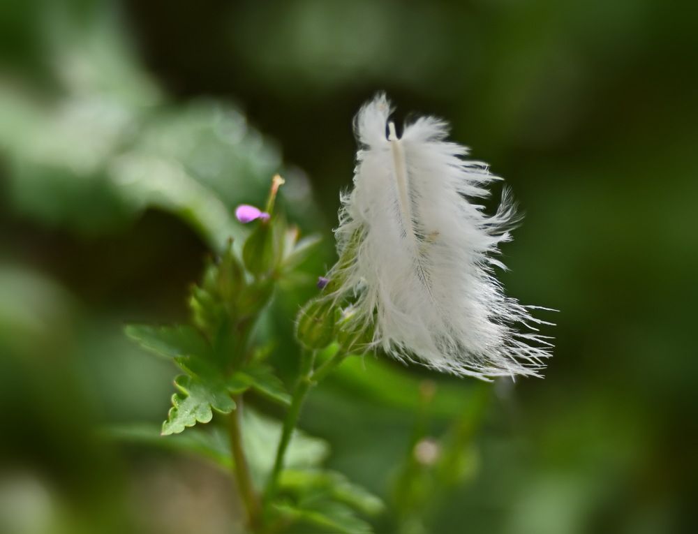 Photograph by Борис Ганцелевич