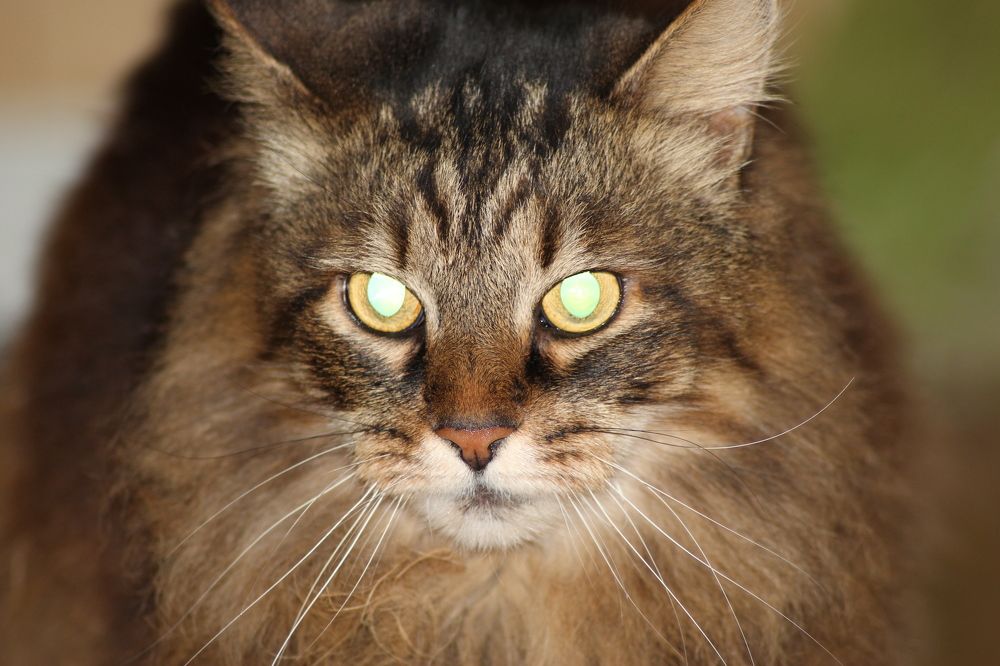 Photograph by Виктория Коваль