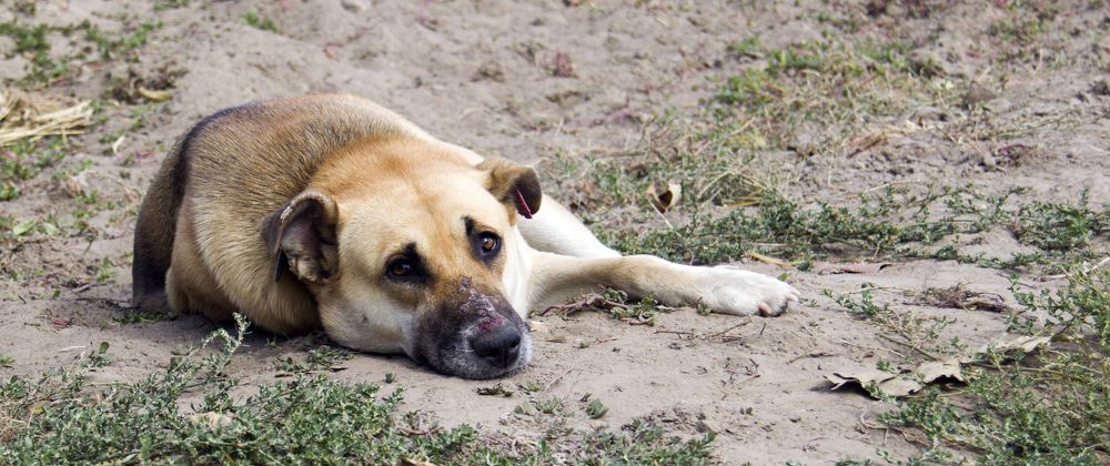 Photograph by Виктория Коваль