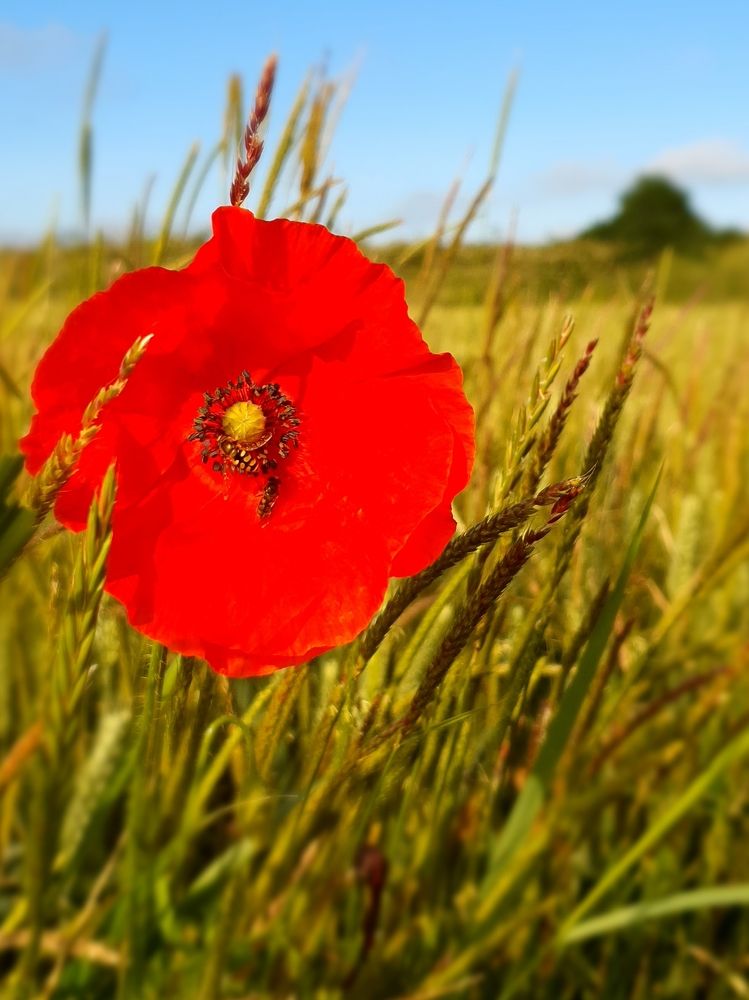 Фотография автора Angun Angusha