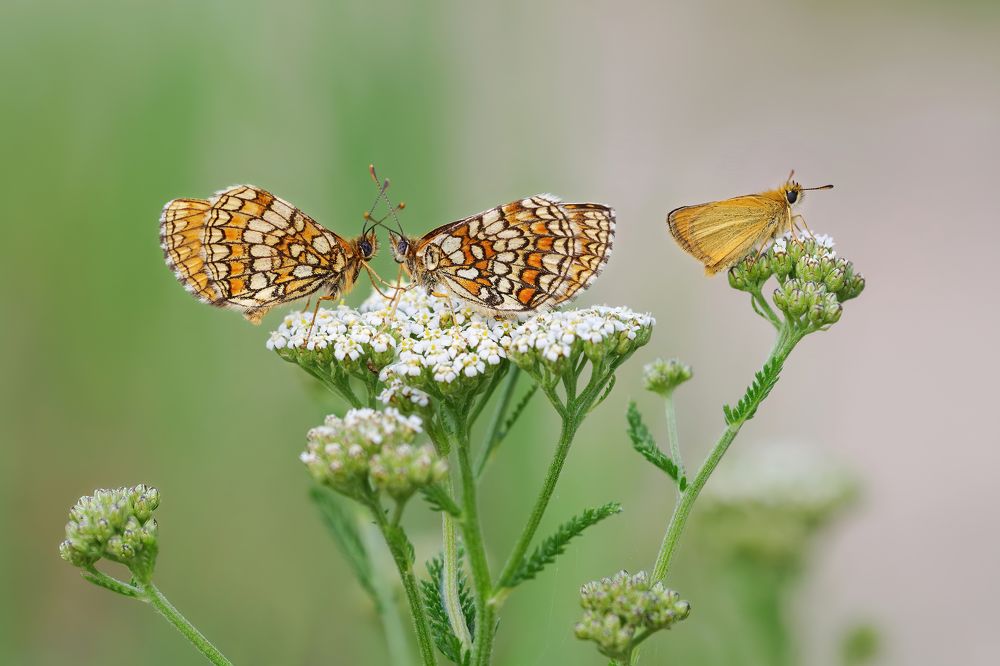 Space is shared by all