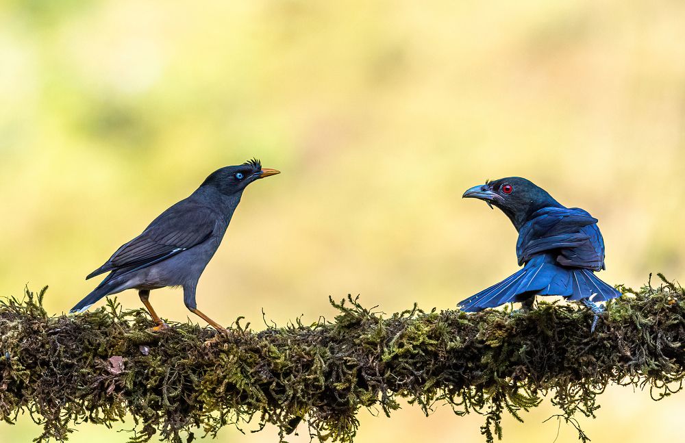 Photograph by Dipanjan Nath