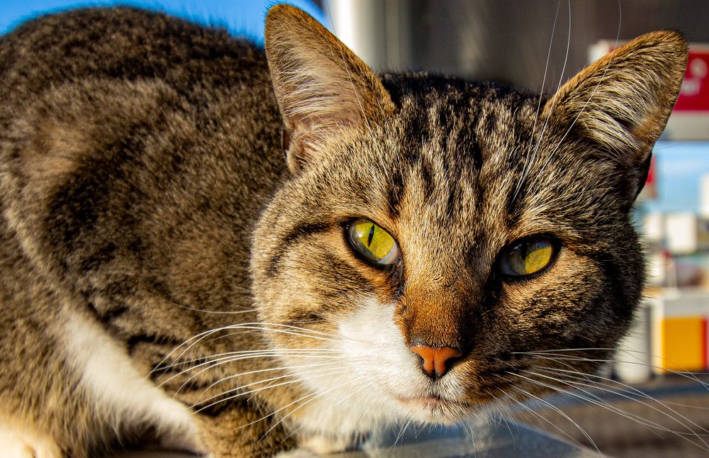 Photograph by Viktor Lazarev