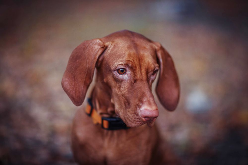 Собачья жизнь