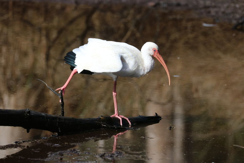 Photograph by Rosalie Millen