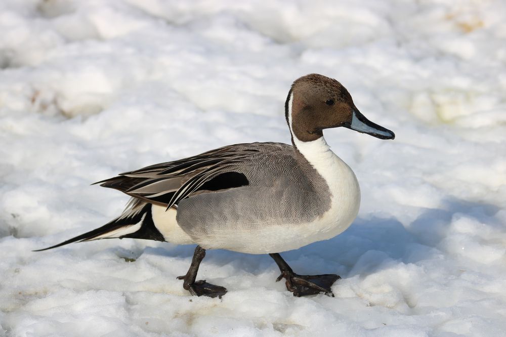 Photograph by Rosalie Millen