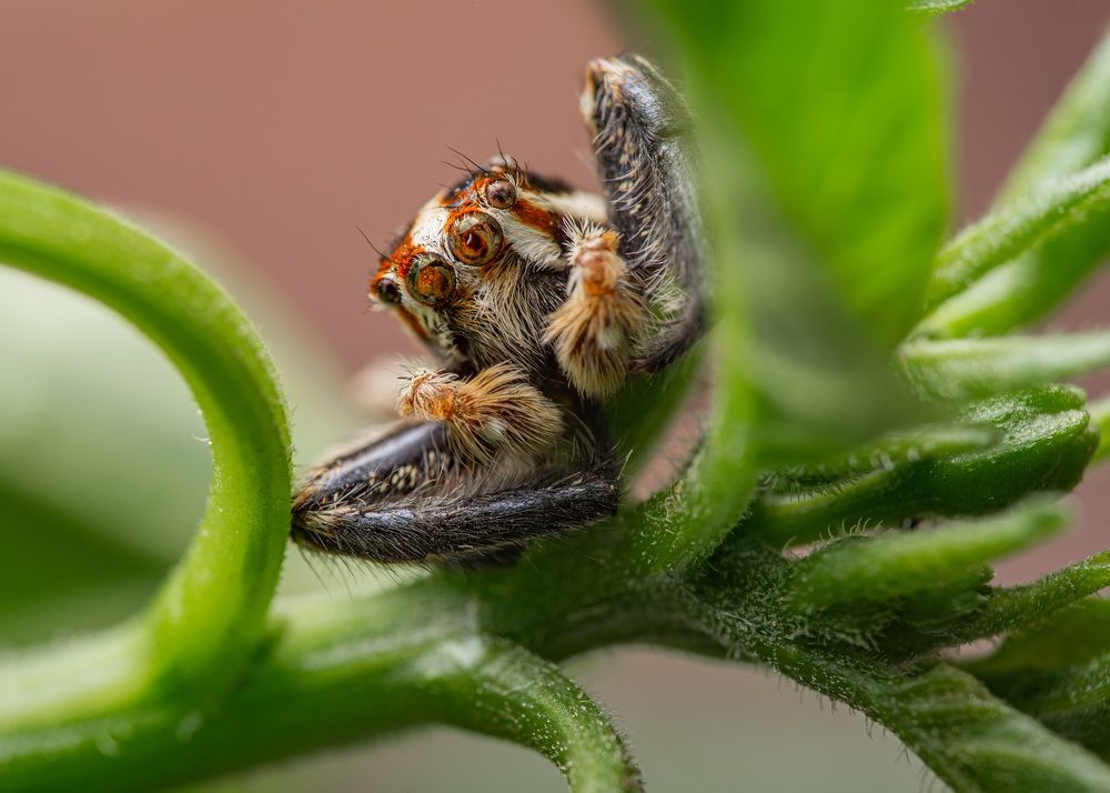 Photograph by Abdul Baqi