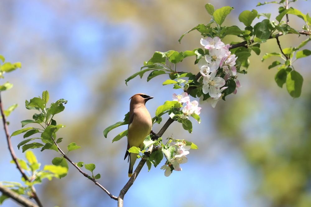 Cedar Waxwing and Blooms