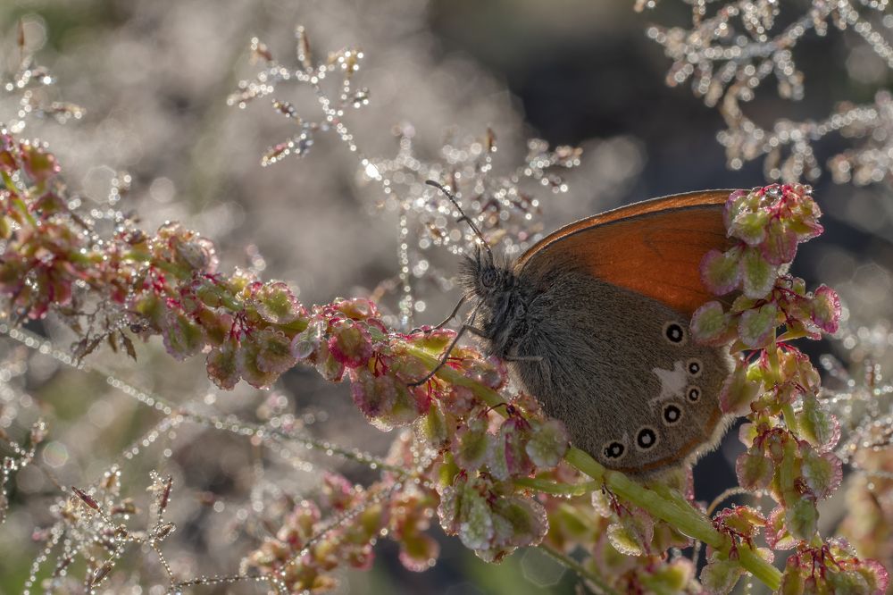 Фотография автора Eimar Kull