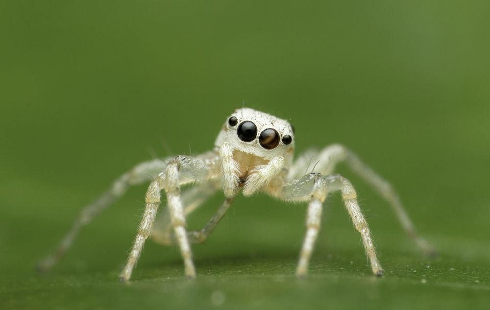 Photograph by Subhankar Saha