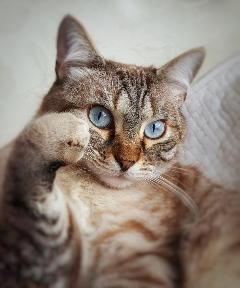 Photograph by Jeanpierre Gueninchault