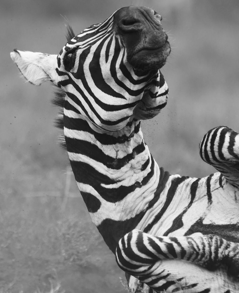 Photograph by Federico Genovese