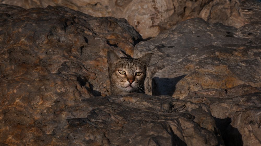 Photograph by Manjri Saxena