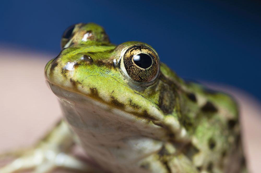 Photograph by Shams Vida