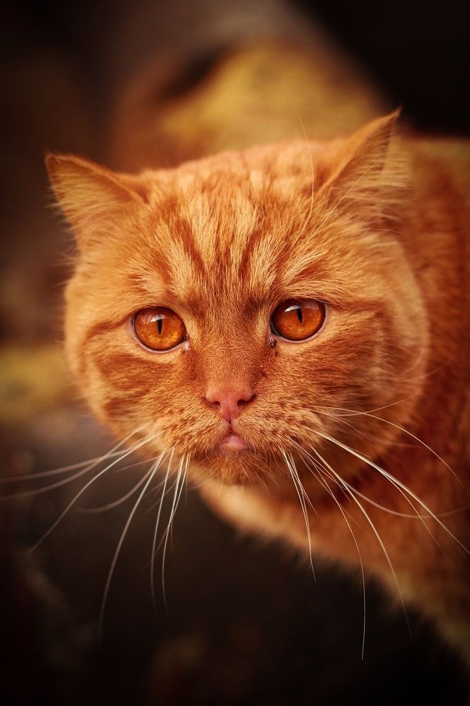 Photograph by Юрий Коротков