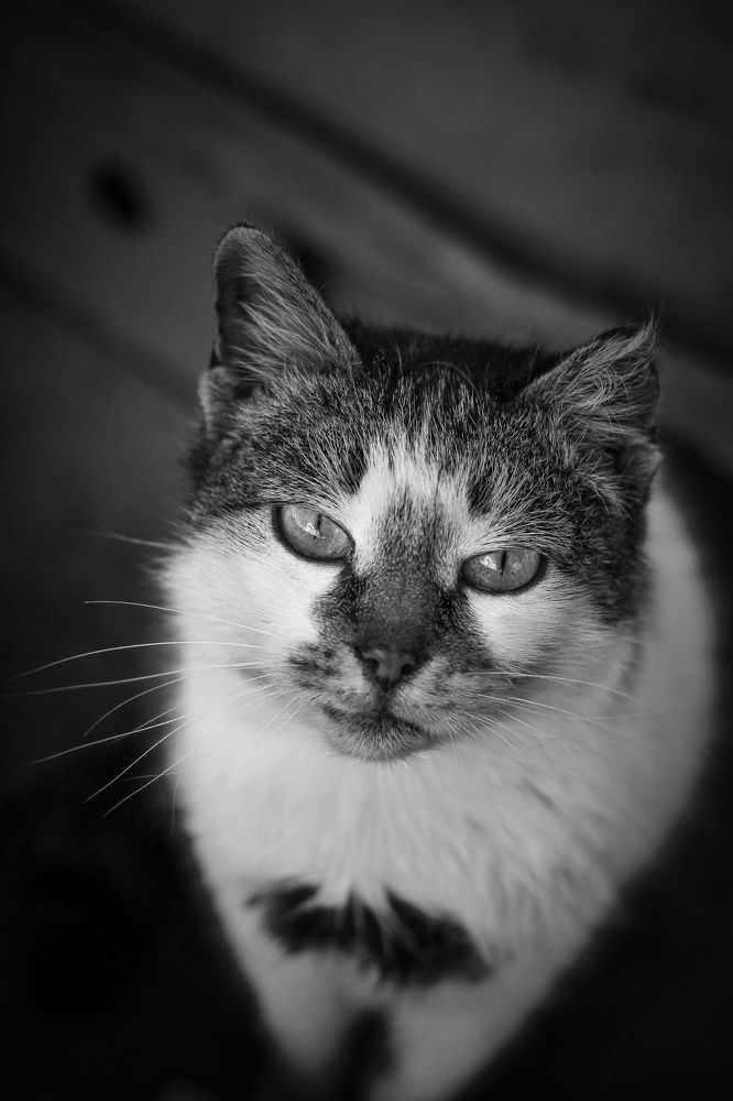 Photograph by Юрий Коротков