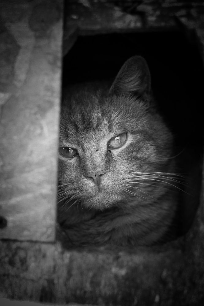 Кот из трущеб .