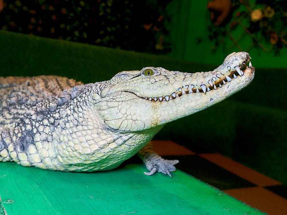 Photograph by Елена Мормоль