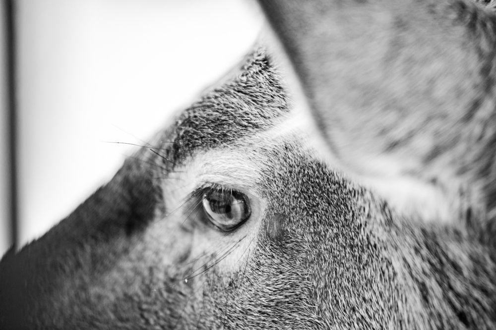 Photograph by Анастасия Ломаева