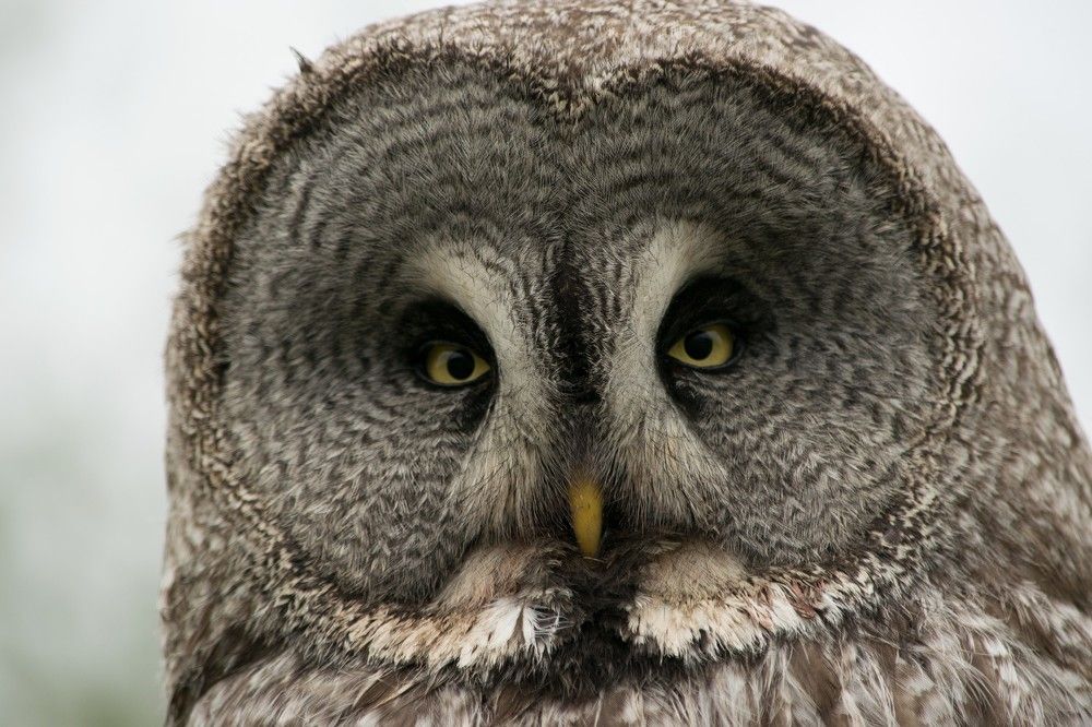 Бородатая неясыть.