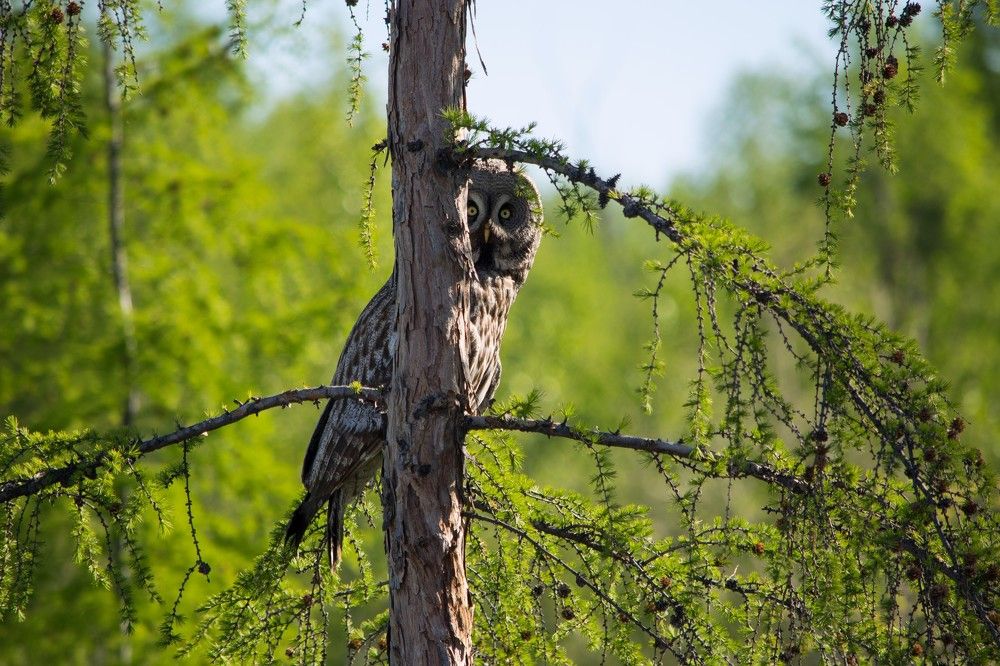 Бородатая неясыть.