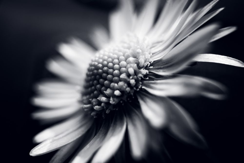 Фотография автора NIghtdream