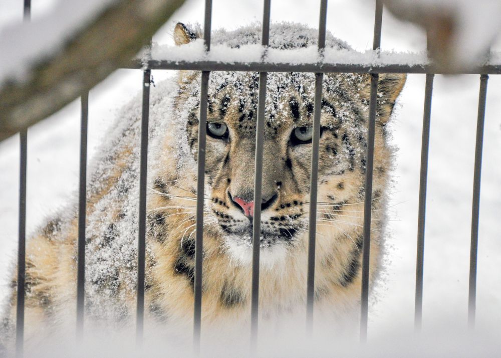 Глаза неволи.
