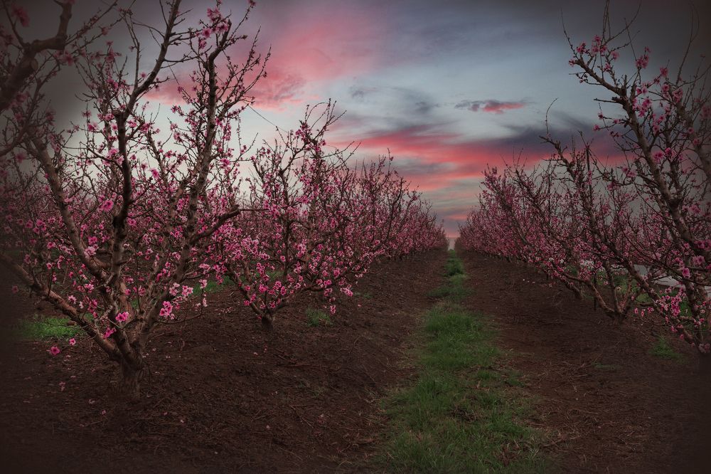 Flowering of nectarines