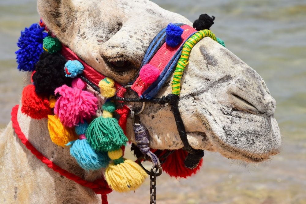 The Eye of the Camel