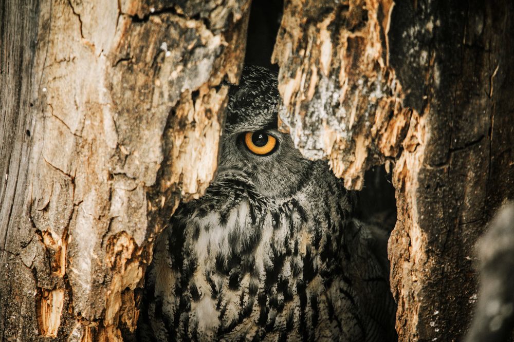 Photograph by Сигида Дмитрий