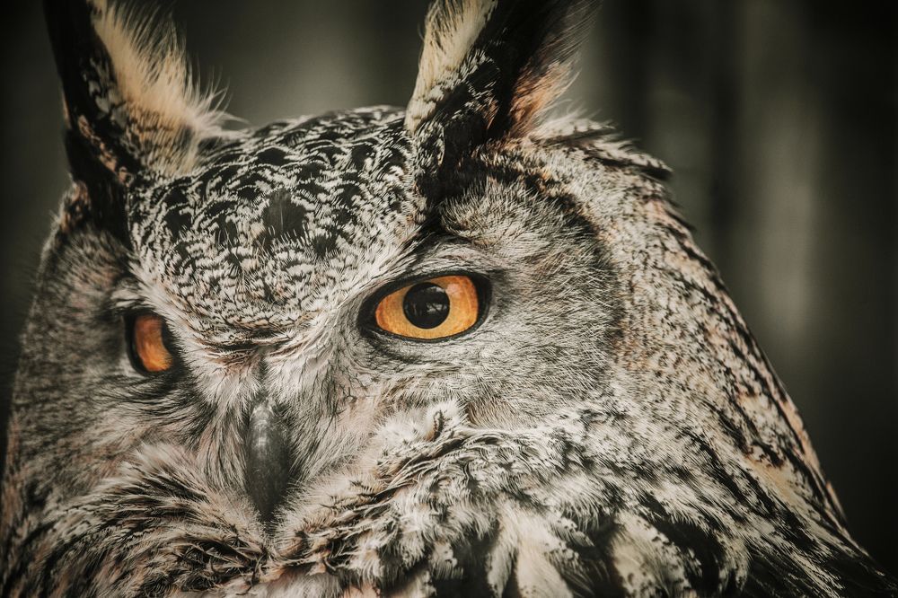 Photograph by Сигида Дмитрий