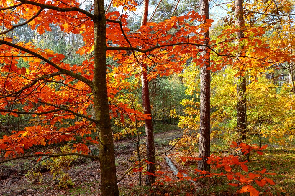 Photograph by Адриана