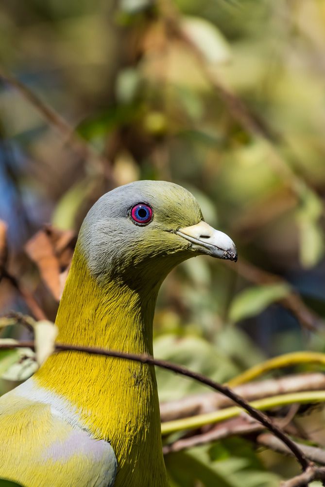 Photograph by Dipayan Debbarma