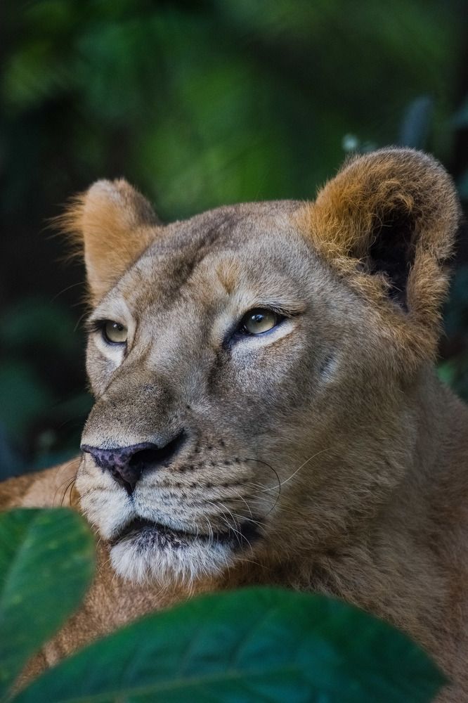 Photograph by Dipayan Debbarma