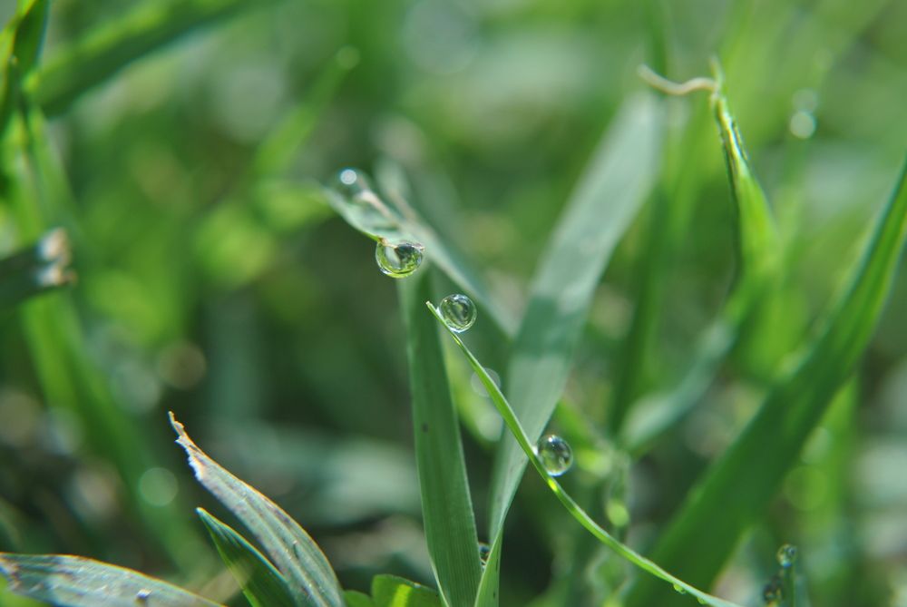 Water drops in the morning