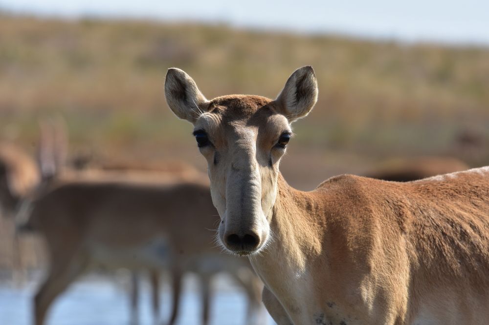 Photograph by Александр Чегодаев
