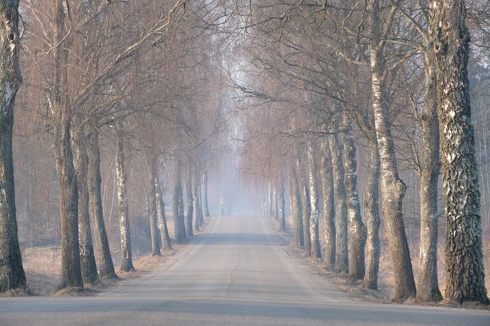 Photograph by Daiva Dgs