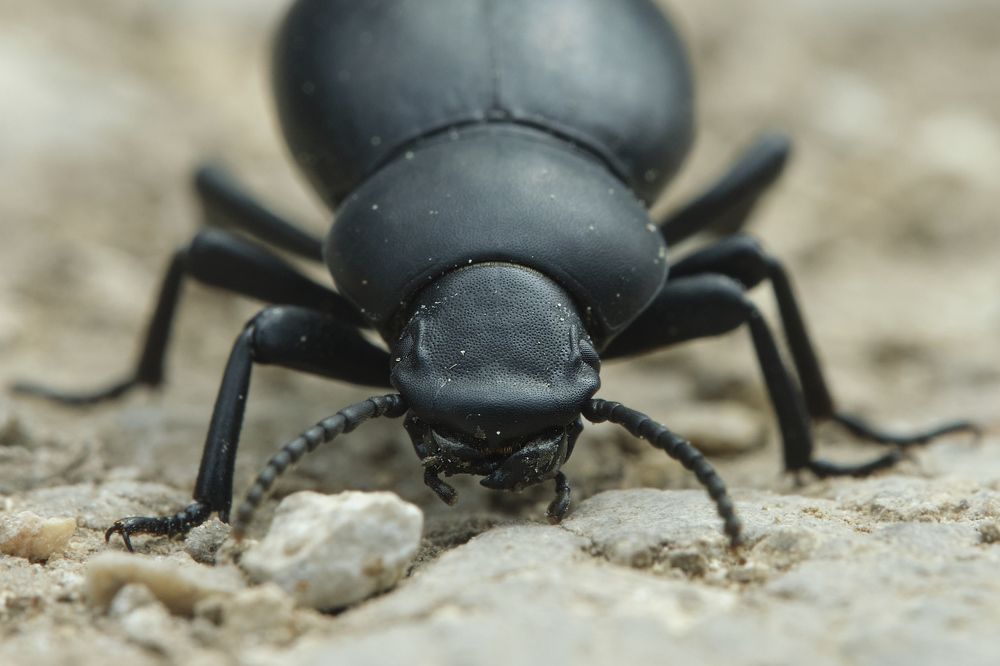 Фотография автора vladimir algazin