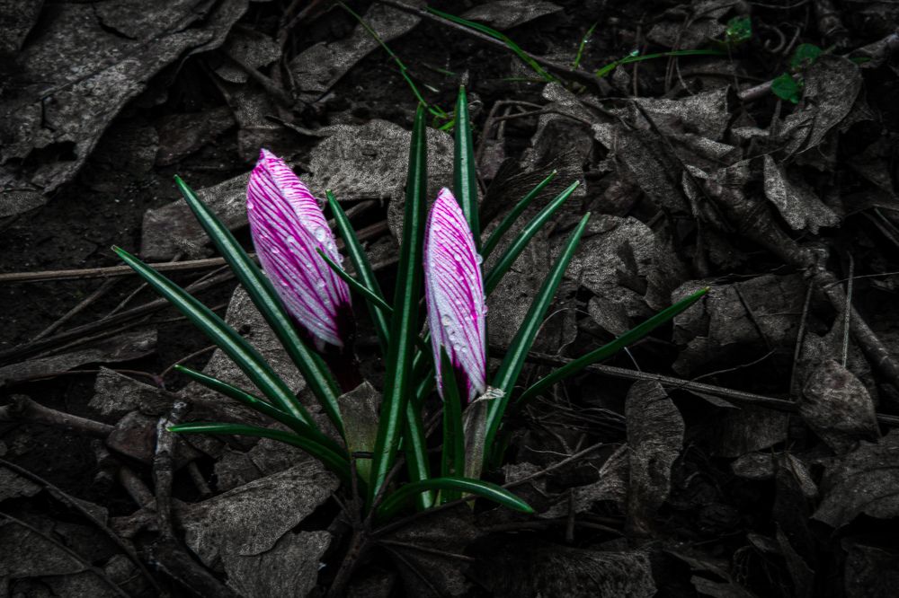 Photograph by Алексей Писаренко